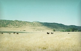 veld1.jpg (39500 bytes)