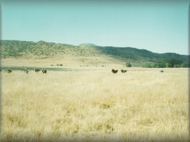 veld2.jpg (40045 bytes)