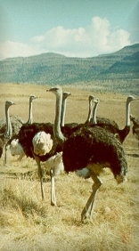 vol3.jpg (41222 bytes)