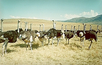 volstruise1.jpg (94748 bytes)